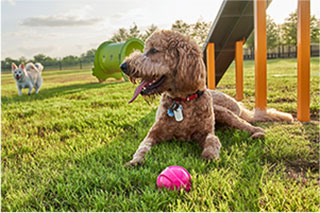 Cute dog enjoying Pet Day at Elyson in Katy, Texas